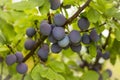 Ripe black plums on the branch Royalty Free Stock Photo