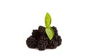 Ripe Black raspberries