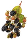 Ripe black real berries of garden blackberry fruit on spiny bra