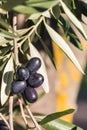 Ripe black Spanish olives with blurred olive tree trunk in background and copy space Royalty Free Stock Photo