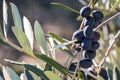Ripe black Spanish olives hanging on olive tree branch with blurred background and copy space Royalty Free Stock Photo