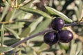 Ripe black Spanish olives hanging on olive tree branch with blurred background and copy space Royalty Free Stock Photo