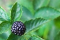 Ripe blackberri grow on the bush during main harvest season. Selective focus Royalty Free Stock Photo
