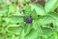Ripe blackberri grow on the bush during main harvest season. Selective focus Royalty Free Stock Photo