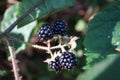 Ripe blackberries black berries