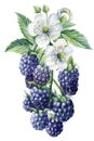 Ripe blackberries on a branch with flowers, isolated white background. Watercolor botanical illustration