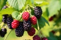 Ripe blackberries on a branch in the garden. Selective focus, closeup of loganberry plant with ripe loganberries growing in Royalty Free Stock Photo
