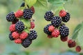 Ripe blackberries on branches