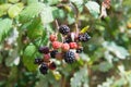 Ripe Blackberries In Bush