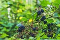 Ripe blackberries close-up. Delicious wild berry in the summer forest Royalty Free Stock Photo