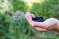Ripe blackberries in female hands