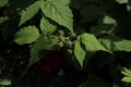 Ripe blackberries on a green branch. Blackberry bush on a sunny day in the garden