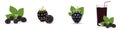 Ripe blackberries with green leaves on a white background. Set of colorful icons. Design for a label, banner, poster Royalty Free Stock Photo