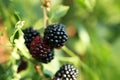 Ripe blackberries growing on bush outdoors, closeup. Space for text Royalty Free Stock Photo
