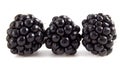 Ripe blackberries isolated on white background with clipping path. Black berries close-up