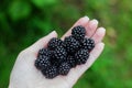 Ripe blackberries in the palm of your hand on a green background. Close up. The harvest of blackberries. Pick berries. Food for Royalty Free Stock Photo