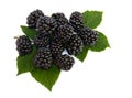 Ripe blackberries Rubus fruticosus with leaves on white background Royalty Free Stock Photo