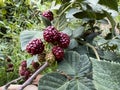 Ripe Blackberries on Vine in Garden Royalty Free Stock Photo