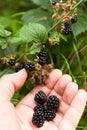 Ripe blackberry bush plant, autumn wild antioxidant berry in forest