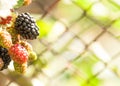 Ripe blackberry cluster