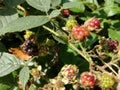 Ripe Blackberry Fruit bushes