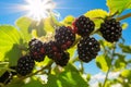 Ripe blackberry fruits growing on bush with sunny blue sky in background
