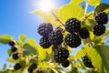 Ripe blackberry fruits growing on bush with sunny blue sky with sun in background