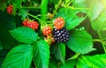 Ripe blackberry, green leaves in nature bunch food