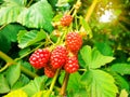 Ripe blackberry, green leaves in nature bunch