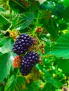 Ripe blackberry, green leaves in nature vitamin bunch food