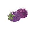 Ripe blackberry isolated vector icon