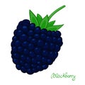 ripe blackberry. isolated dewberry on white background. summer berry of bramble.