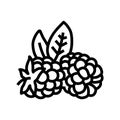 ripe blackberry leaf line icon vector illustration Royalty Free Stock Photo