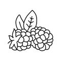 ripe blackberry leaf line icon vector illustration Royalty Free Stock Photo