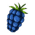 ripe blackberry sketch hand drawn vector