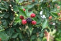 Ripe blackberry surrounded by unripe red blackberries. Shallow d