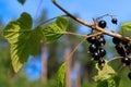 Ripe blackcurrant berries on a branch against a background of green leaves and blue sky Royalty Free Stock Photo