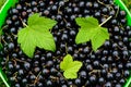 Ripe blackcurrant berries with leaves