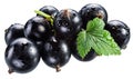 Ripe blackcurrant branch with green leaf on the white background. Clipping path Royalty Free Stock Photo