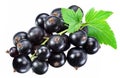 Ripe blackcurrant branch with green leaf on the white background