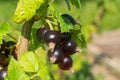 Ripe blackcurrant bush