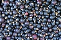 Ripe blackcurrant fruits, harvesting on the farm