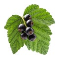 Ripe blackcurrant and the leaf