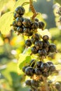 Ripe blackcurrant growing in the garden. Close up. Sunny day