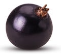 Ripe blackcurrant