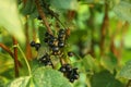 Ripe blackcurrants growing on bush outdoors, closeup Royalty Free Stock Photo