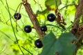 Ripe blackcurrants growing on bush outdoors, closeup Royalty Free Stock Photo