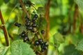 Ripe blackcurrants growing on bush outdoors, closeup Royalty Free Stock Photo