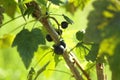 Ripe blackcurrants growing on bush outdoors, closeup Royalty Free Stock Photo