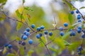 ripe blackthorn berries on a branch